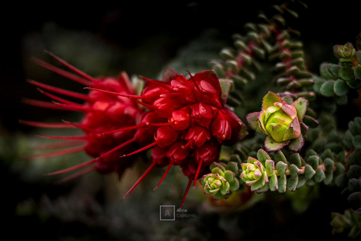 Code: F12 - Red Flowers