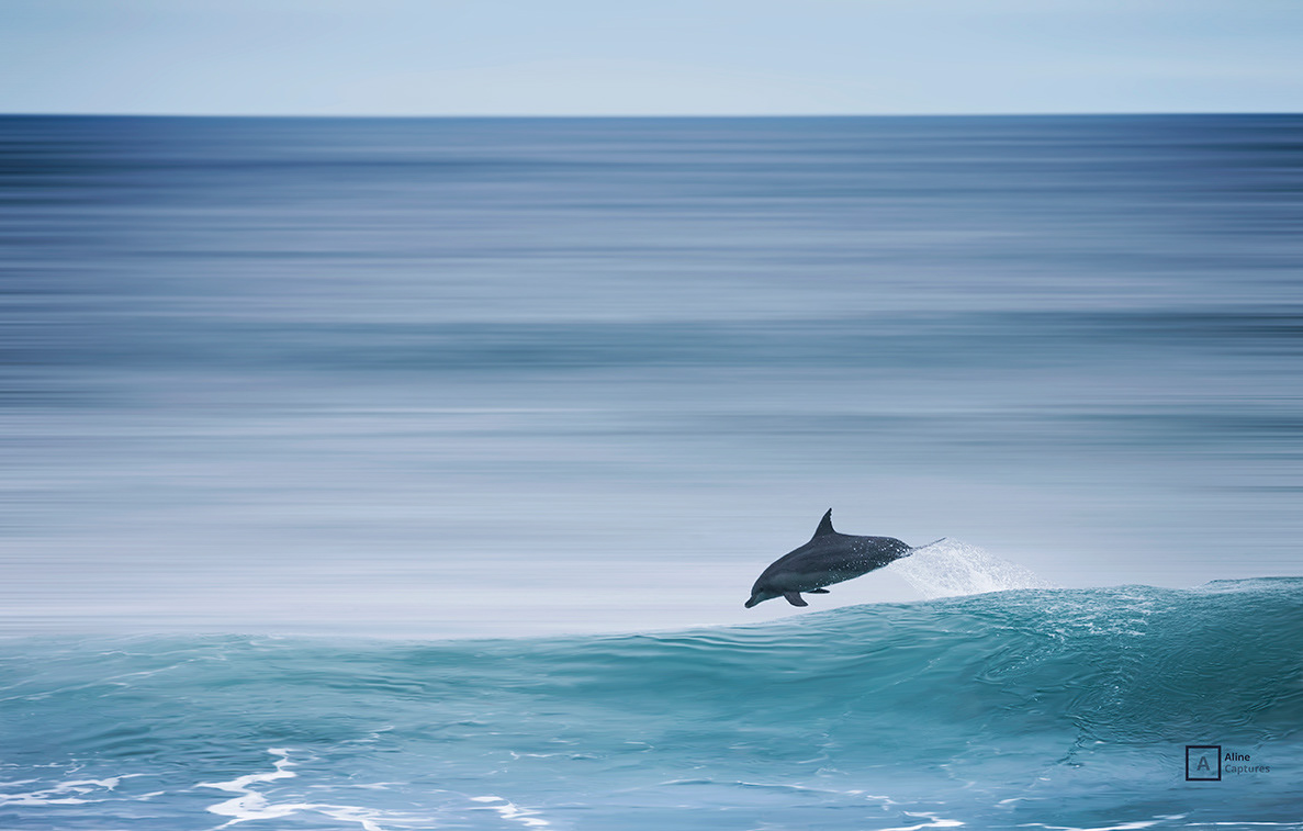 Code: L01 - Jumping Dolphin - South West, WA.