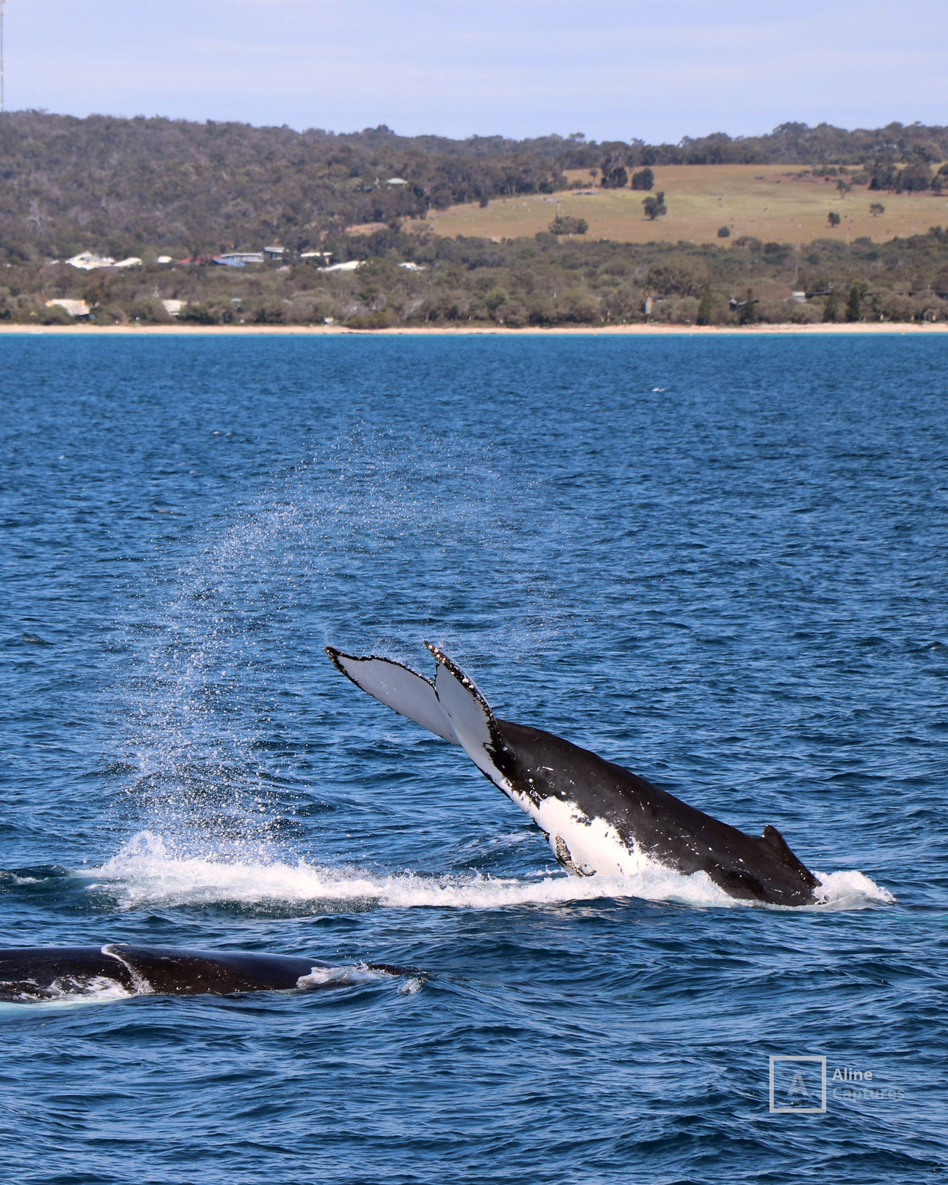 Code: L14 - Whale Watching in South West, WA.