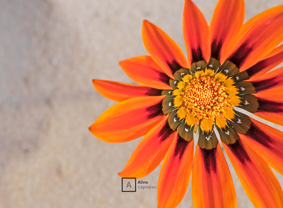 Code: F15 - Orange Flower in the Sand