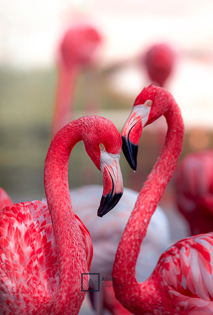 Code: W18 - American Flamingos in Spain.