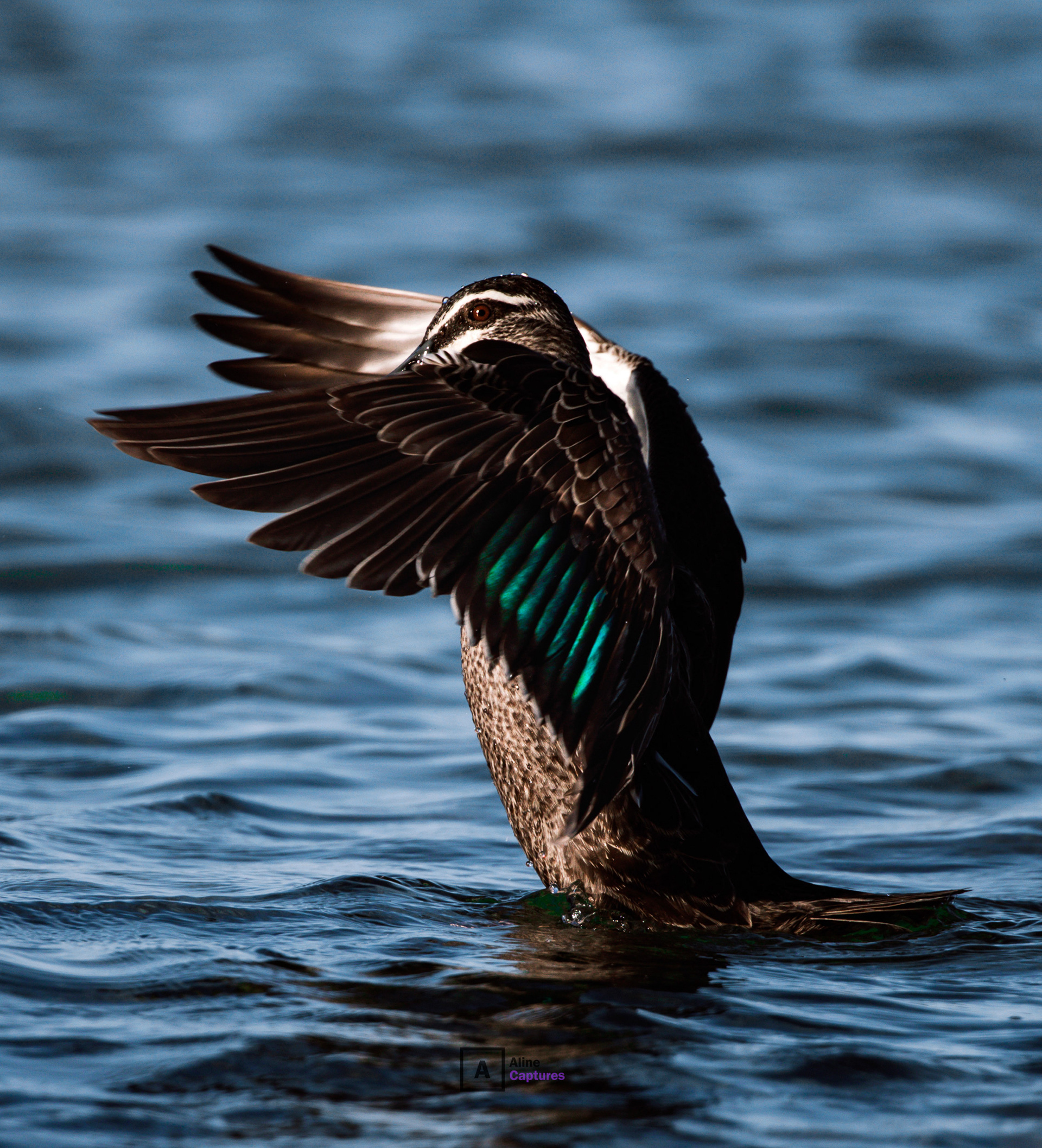 Code: W40 - Pacific Black Duck