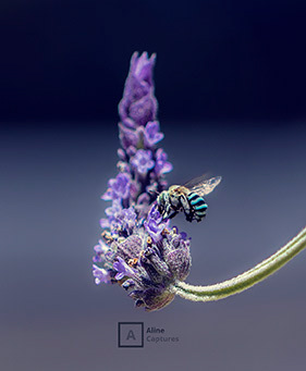 Code: F02 - Blue Bee and Lavender Flower.