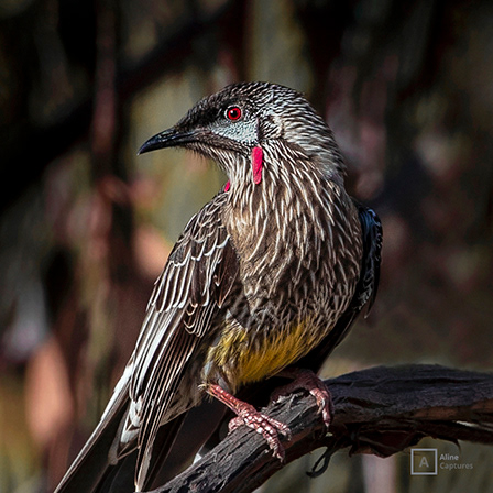 Code: W34 - Red Wattlebird
