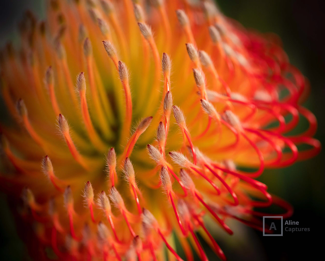 Code: F05 - Vibrant Orange Flower