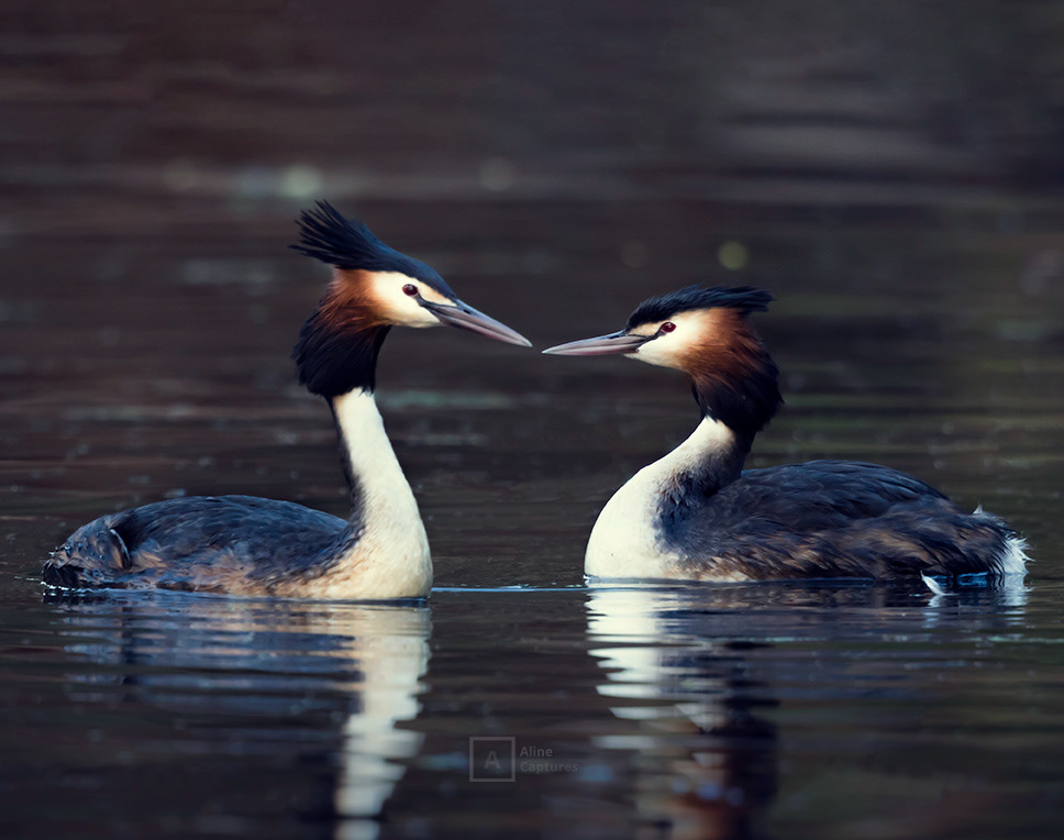 Code: W19 - Great Crested Grebe 
