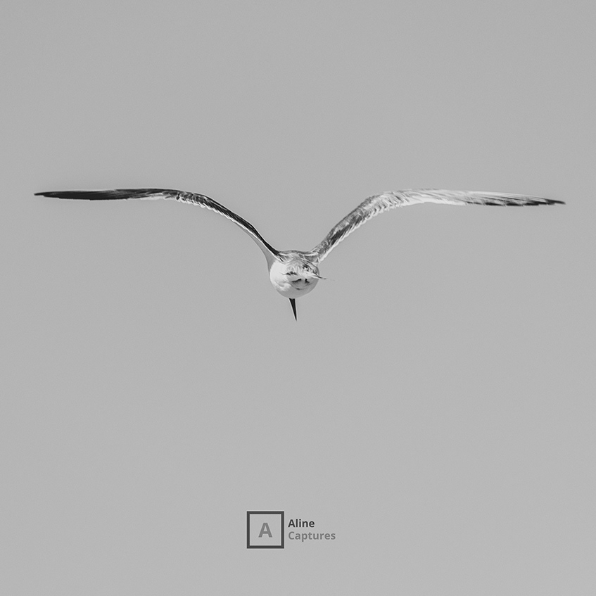 Code: W27 - Wild and Free 