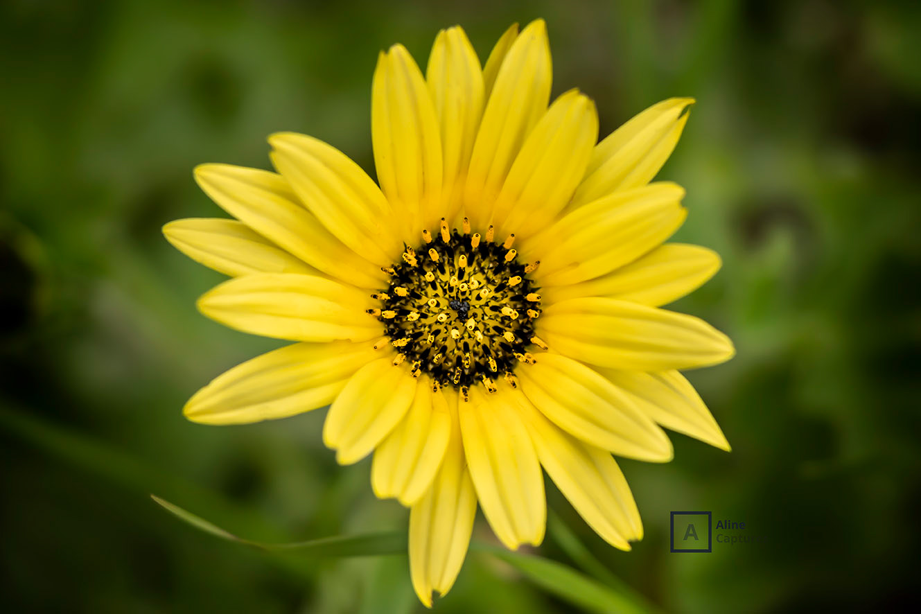 Code: F13 - Yellow Flower