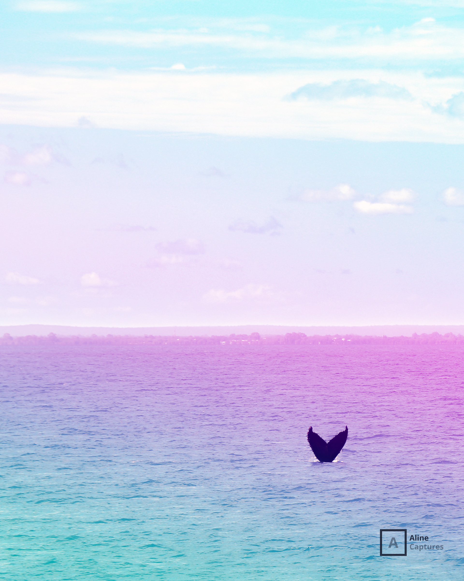 Code: L18 - Whale Watching in South West, WA. 