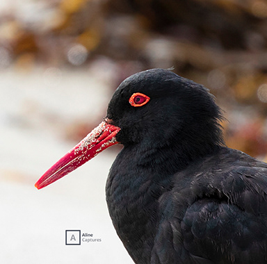 Code: W14 - Sooty Oystercatcher