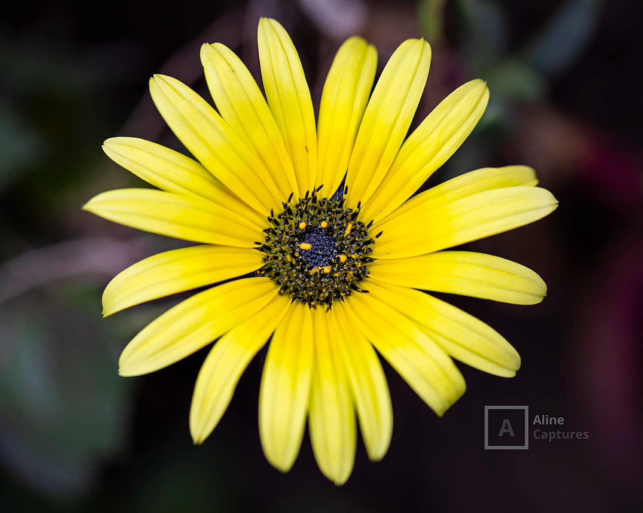 Code: F01 - Yellow Flower