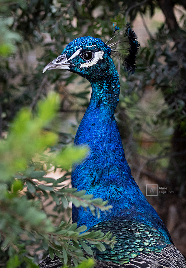 Code: W28 - Male Peafowl in Spain.