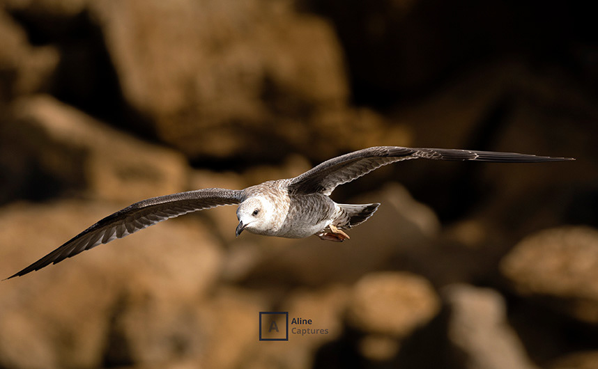 Code: W23 - Seabird in Portugal.