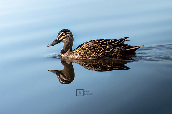 Code: W05 - Pacific Black Duck 