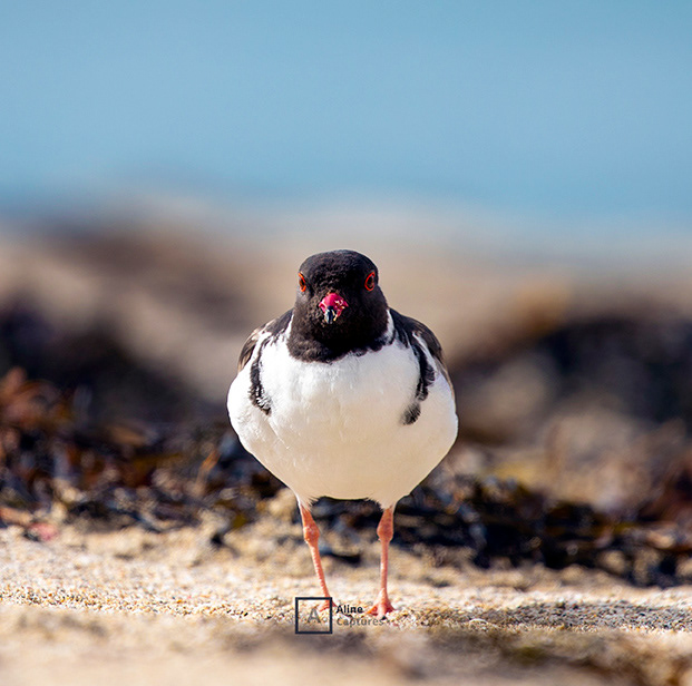 Code: W29 - Hooded Plover