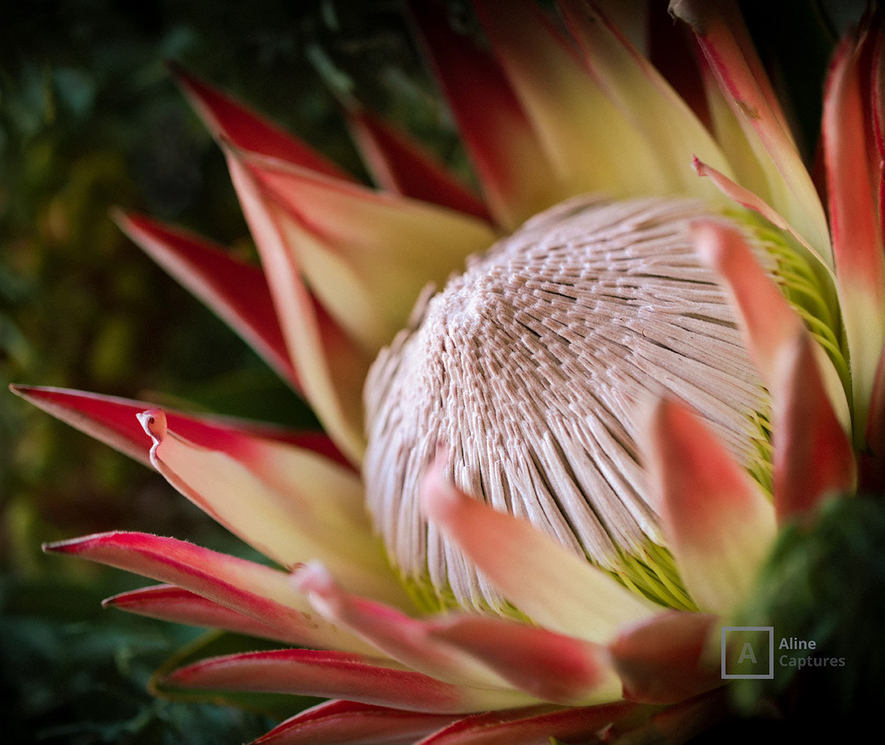 Code: F16 - King Protea