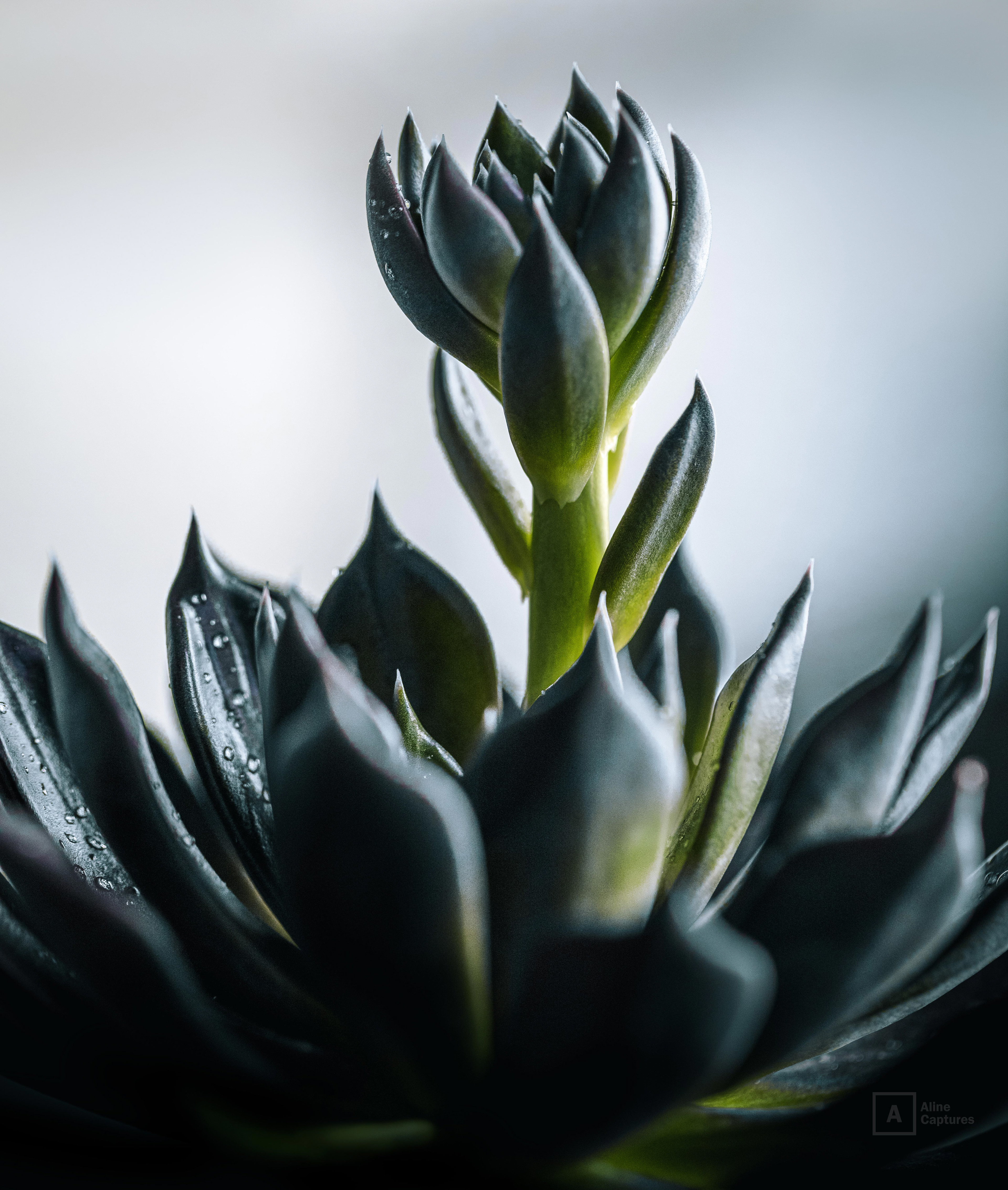 Code: F19 - Green Cactus