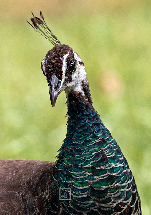 Code: W33 - Female Peafowl in Spain