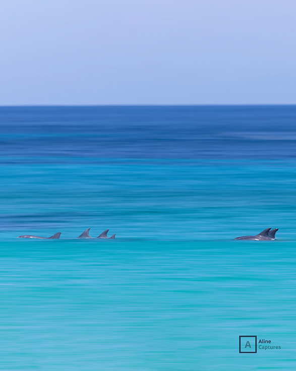 Code: L19 - Playful Dolphins - South West, WA.