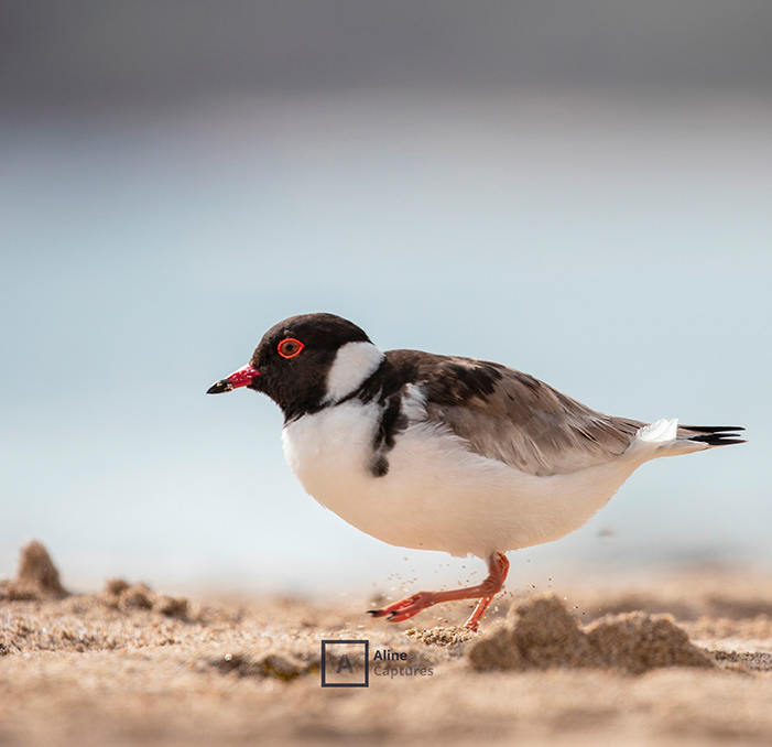 Code: W03 - Hooded Plover