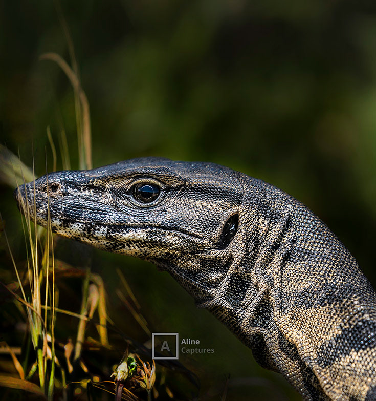 Code: W09 - Sand Goanna