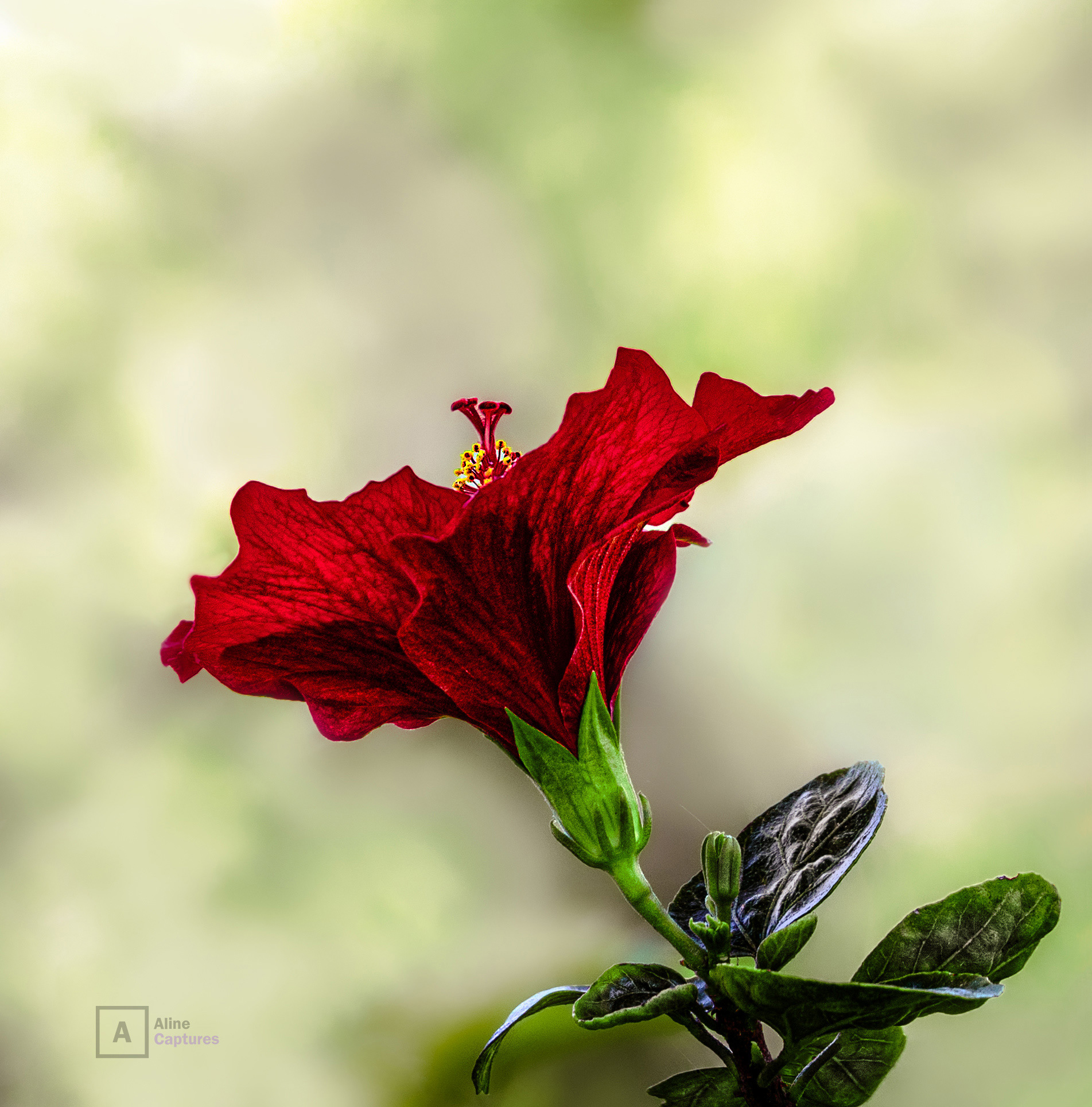 Code: F22 - Red Flower