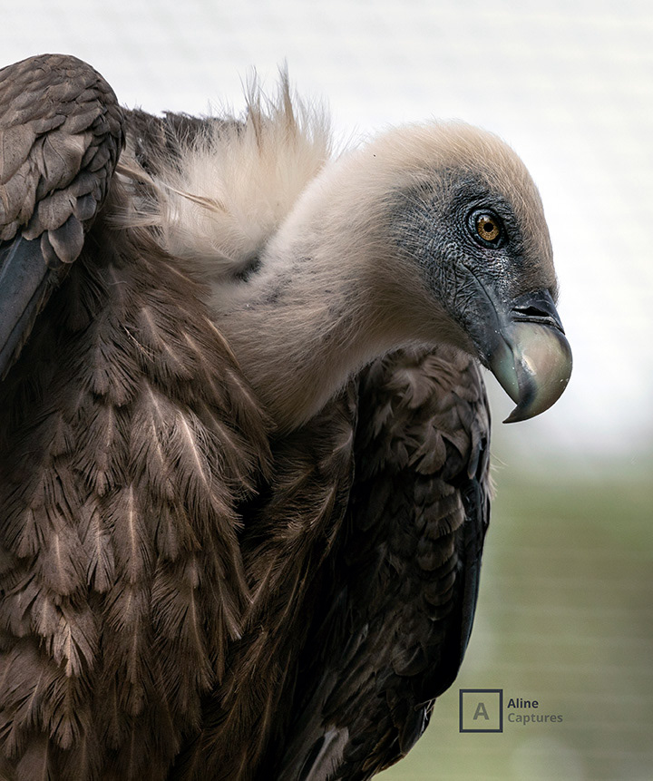 Code: W26 - Griffon Vulture in Spain.