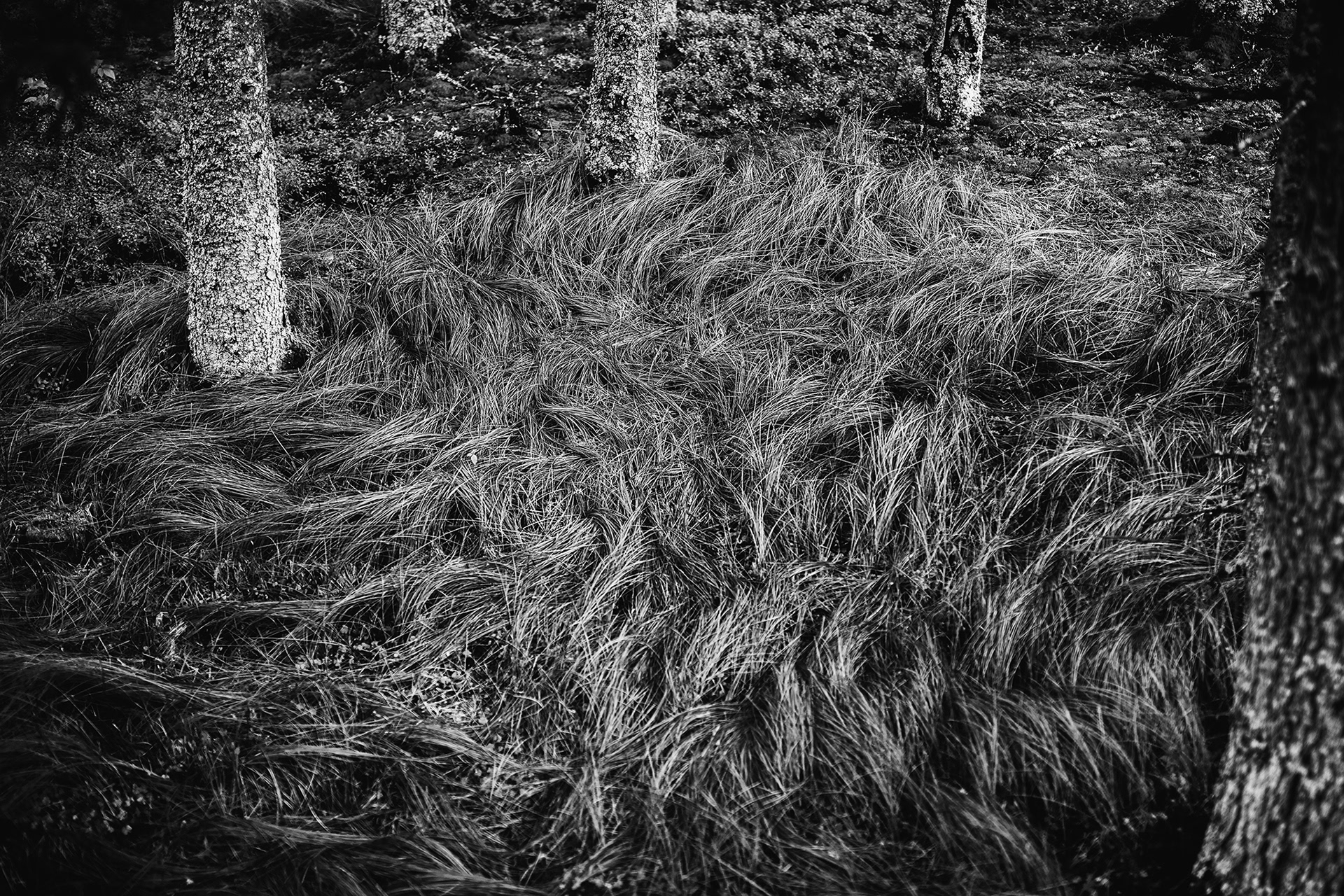 Šumava