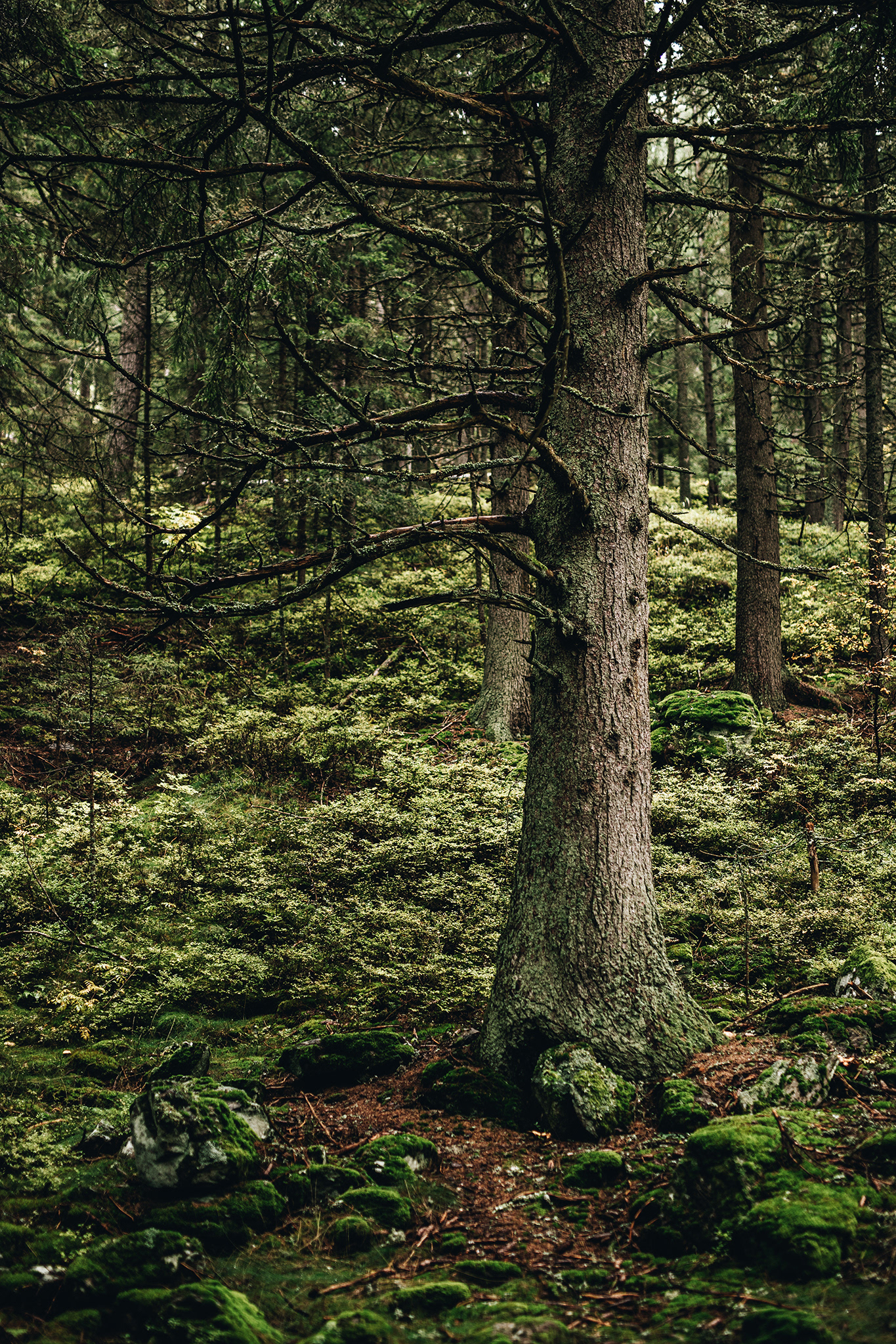 Šumava