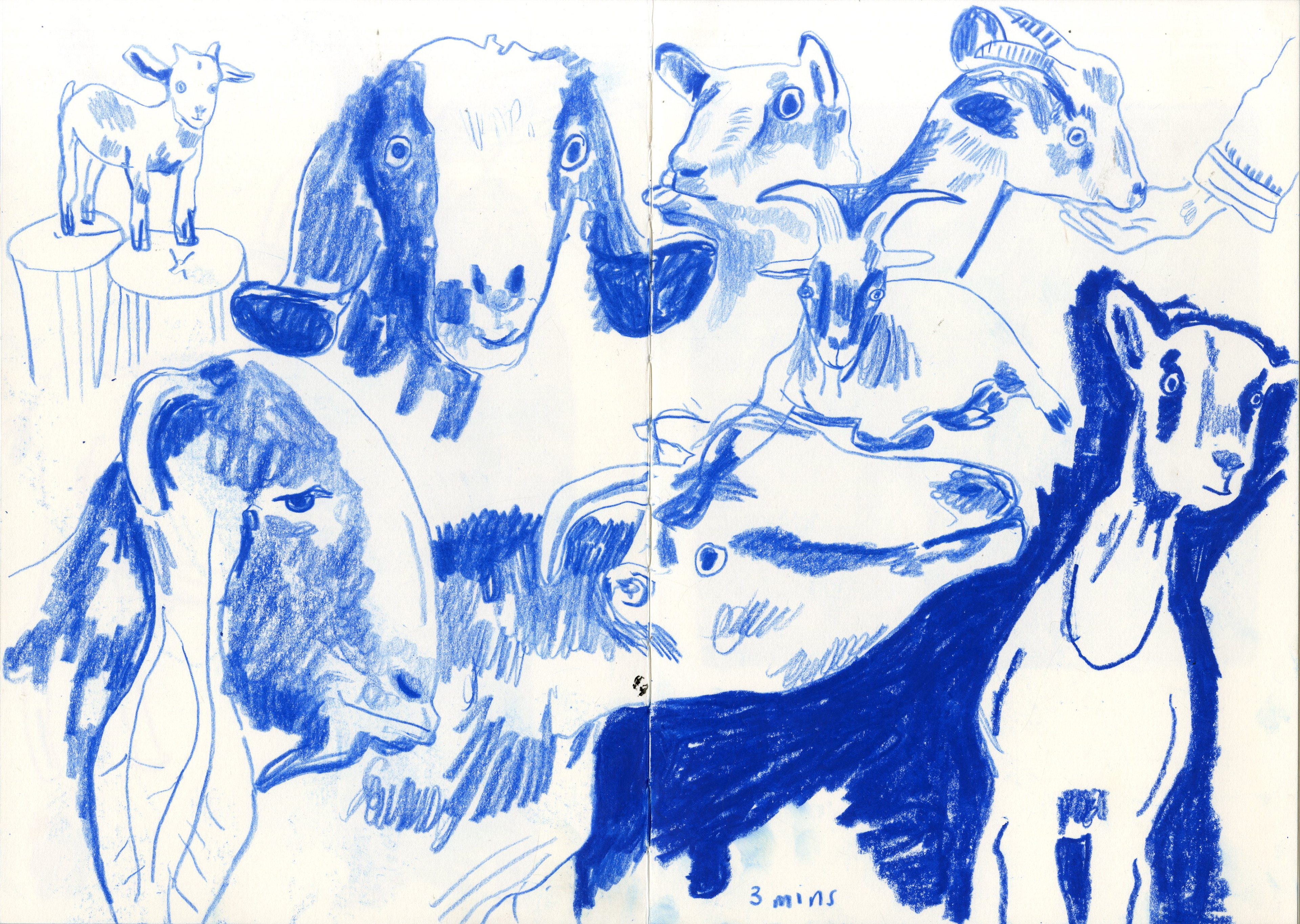 blue goats