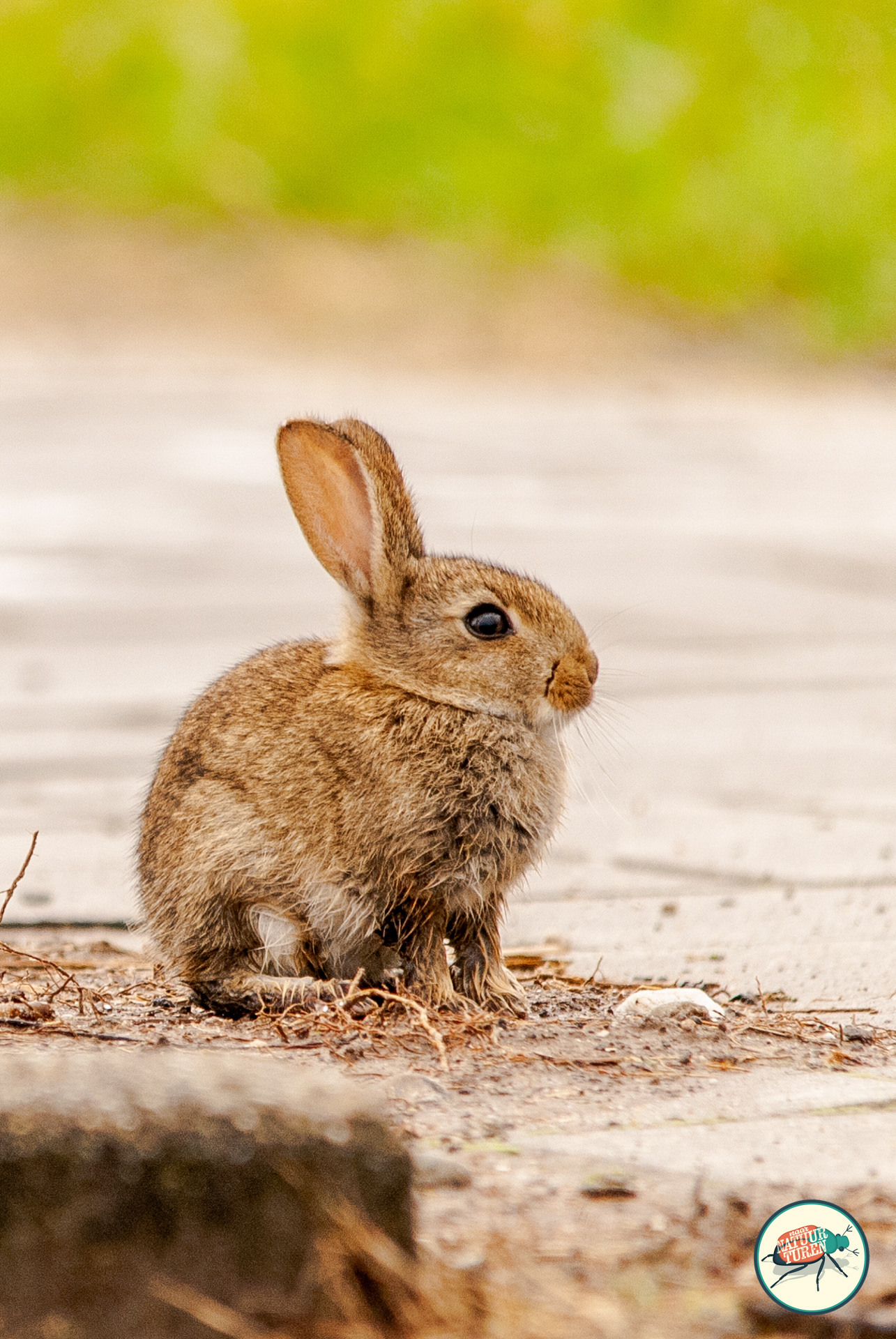 Een jong Konijn (Oryctolagus cuniculus) moest nog een beetje drogen na de regenbui.
