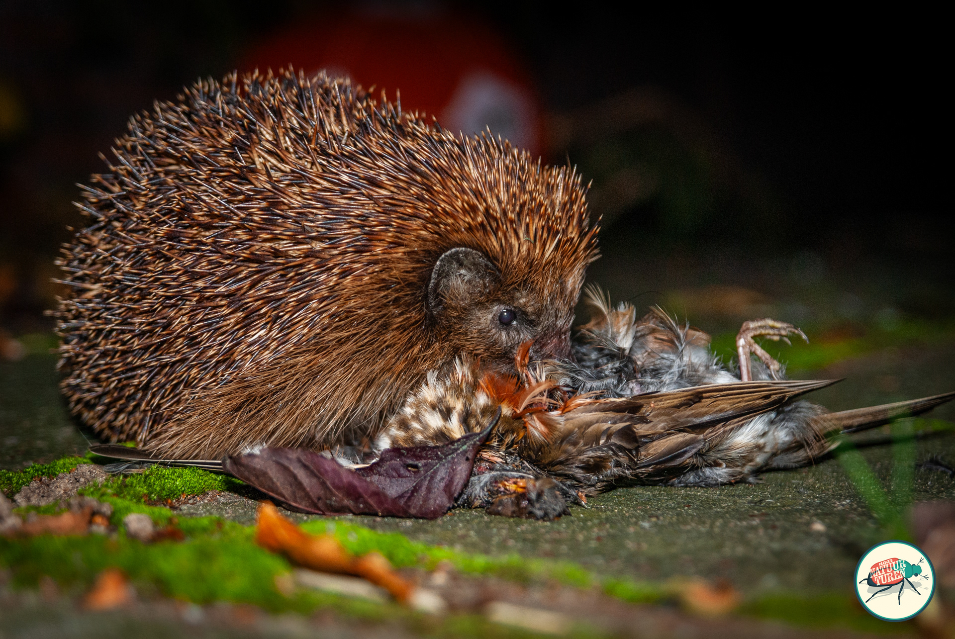 Dit was voor het eerst dat ik een Egel (Erinaceus europaeus) een dode vogel zag opeten. De Koperwiek was tegen het raam aangevlogen en had dit niet overleefd. Voor de Egel een welkom maal voor de herfst.
