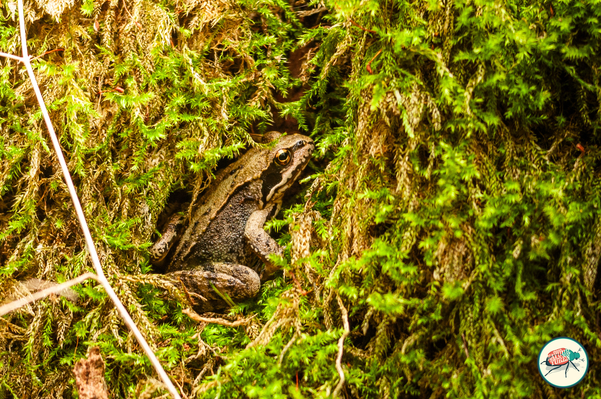 Bruine kikker houdt zich schuil tussen het mos.