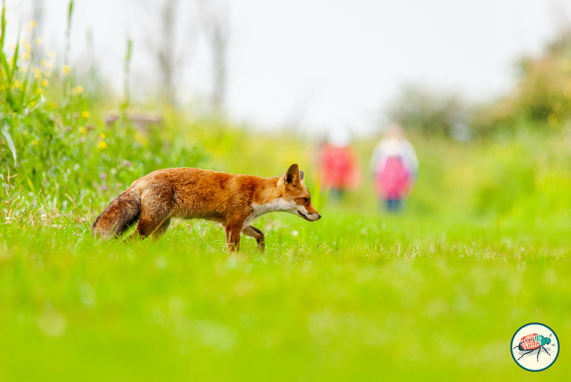 Vos (Vulpus vulpus) steekt over terwijl twee wandelaars getrakteerd worden.