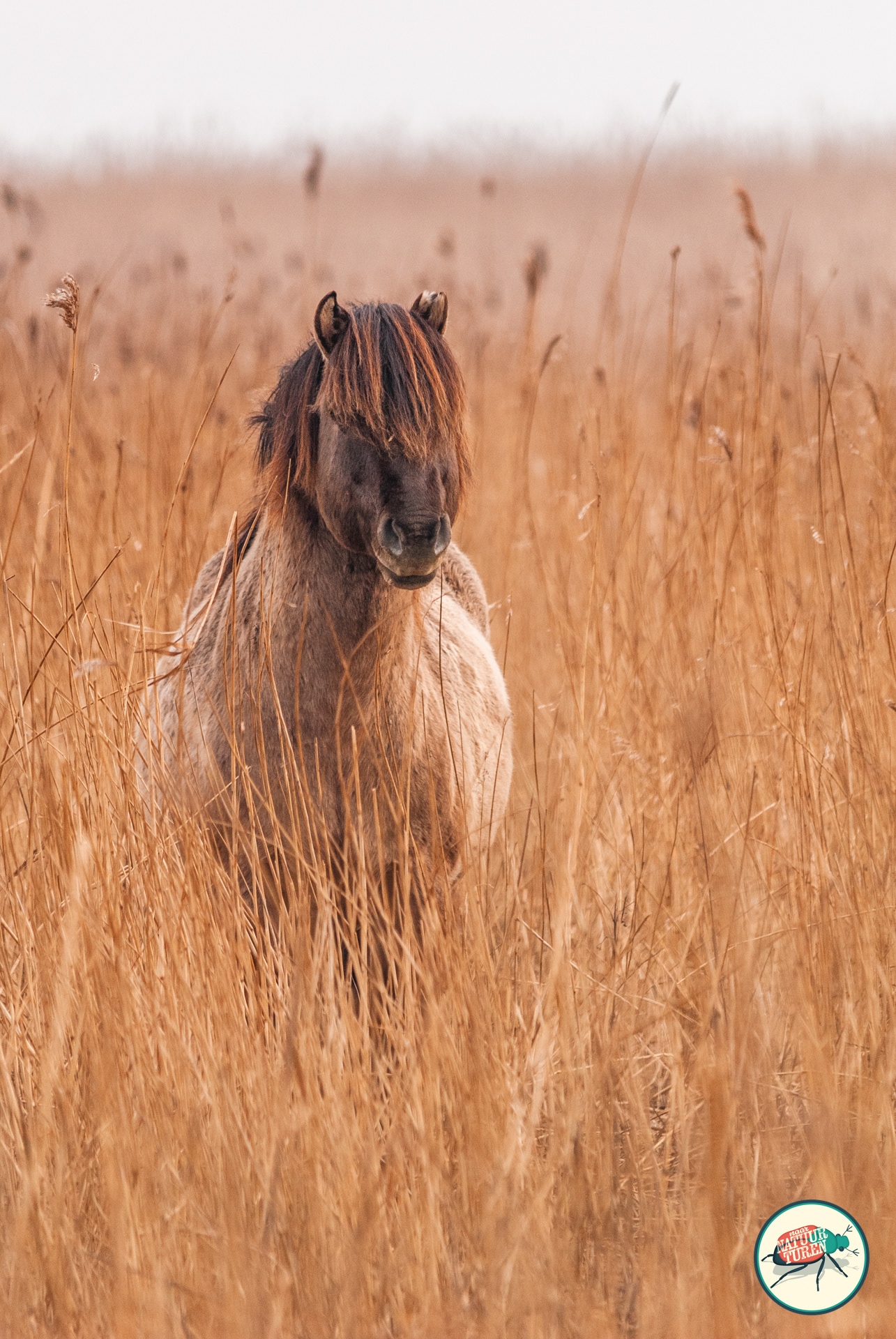 Konikpaard (Equus ferus caballus) hengst houd de boel in de gaten.