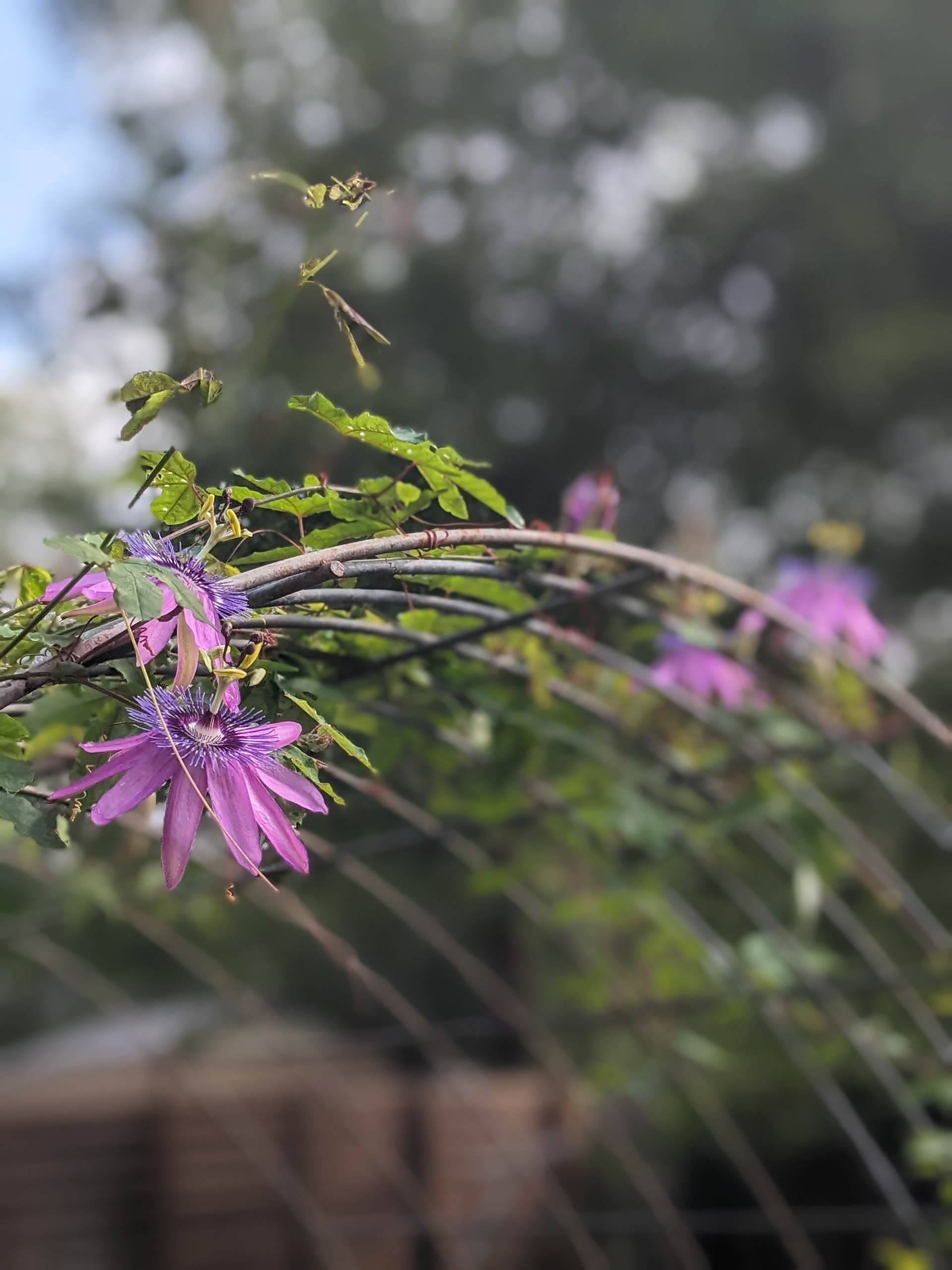 Passion Flower Arch