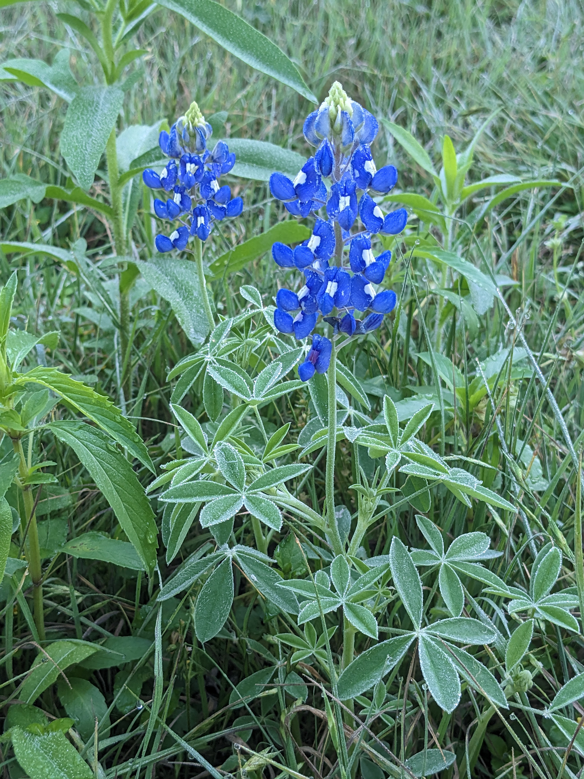 Bluebonnets