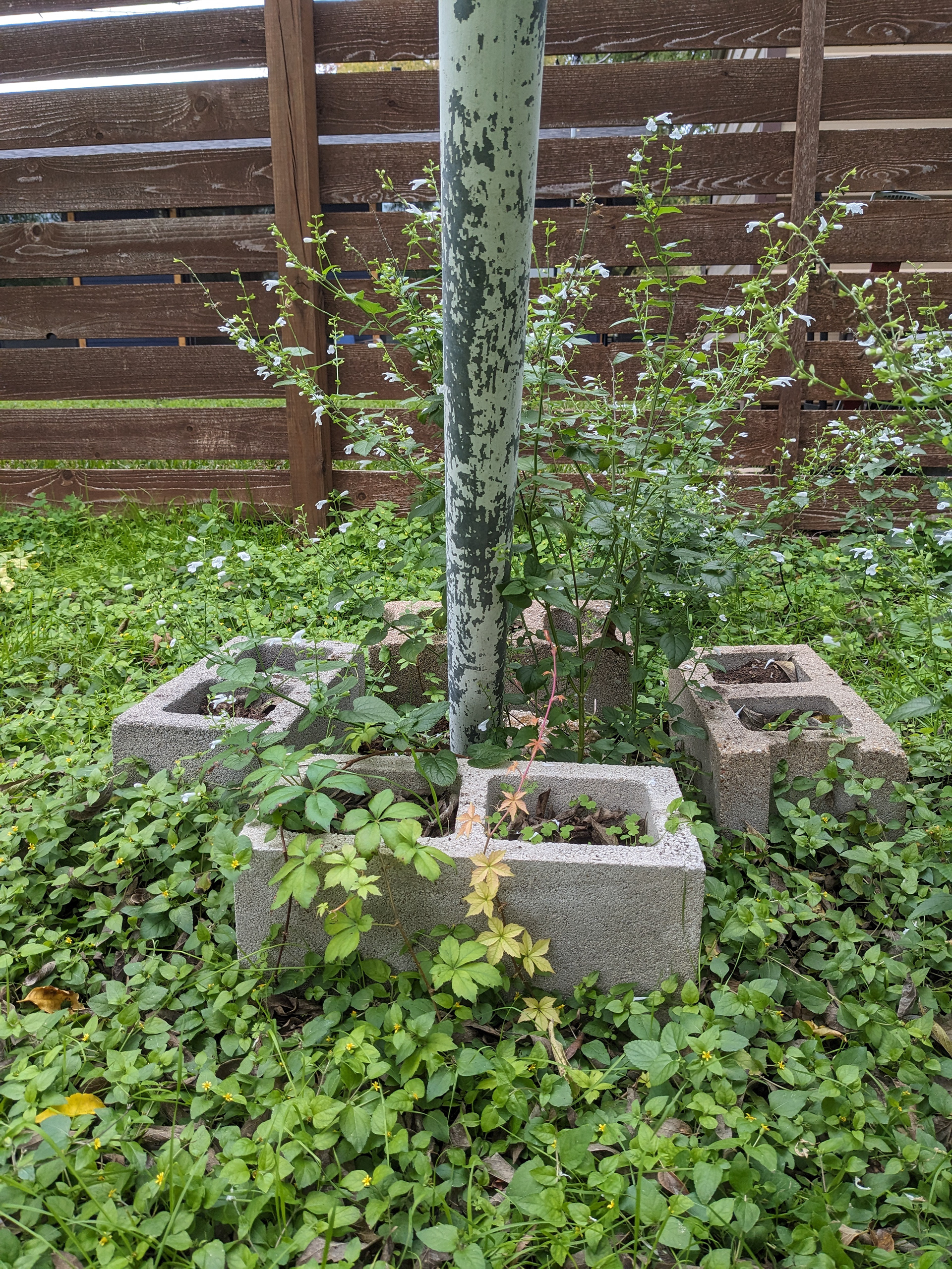 Woodland Garden: Virginia Creeper + Salvia