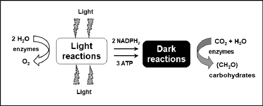 Variables Governing Photosynthesis and Growth in Microalgae Mass Cultures - Scientific Figure on ResearchGate. Available from: https://www.researchgate.net/figure/Major-products-of-the-light-and-dark-reactions-of-photosynthesis-The-process-of-oxygenic_fig2_351453106 [accessed 10 Feb, 2024]