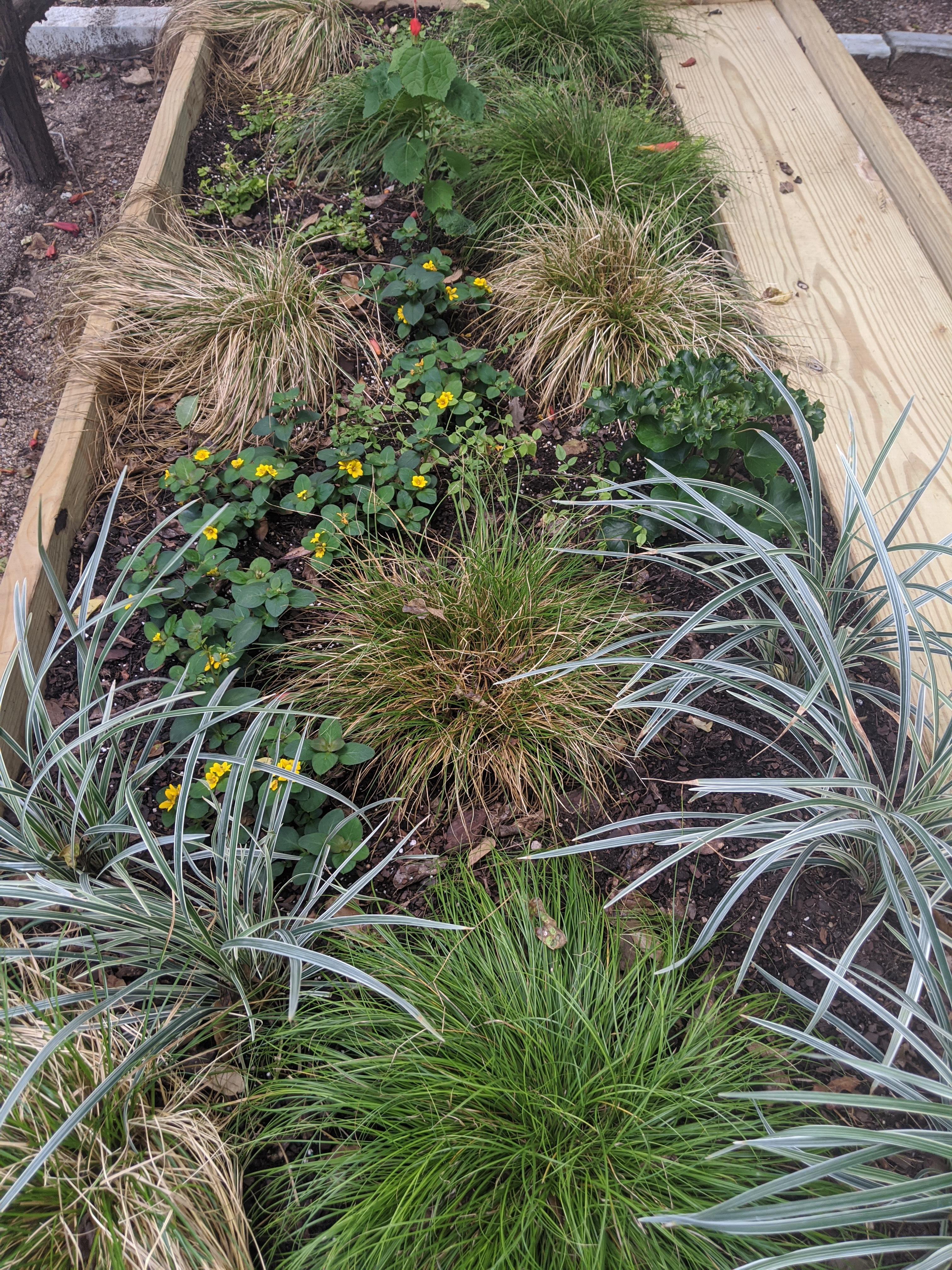 Shade Groundcover Test Garden