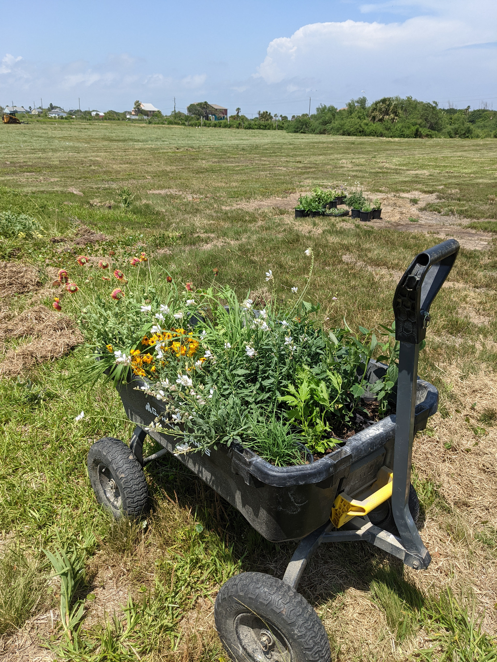 Galveston Butterfly Garden
