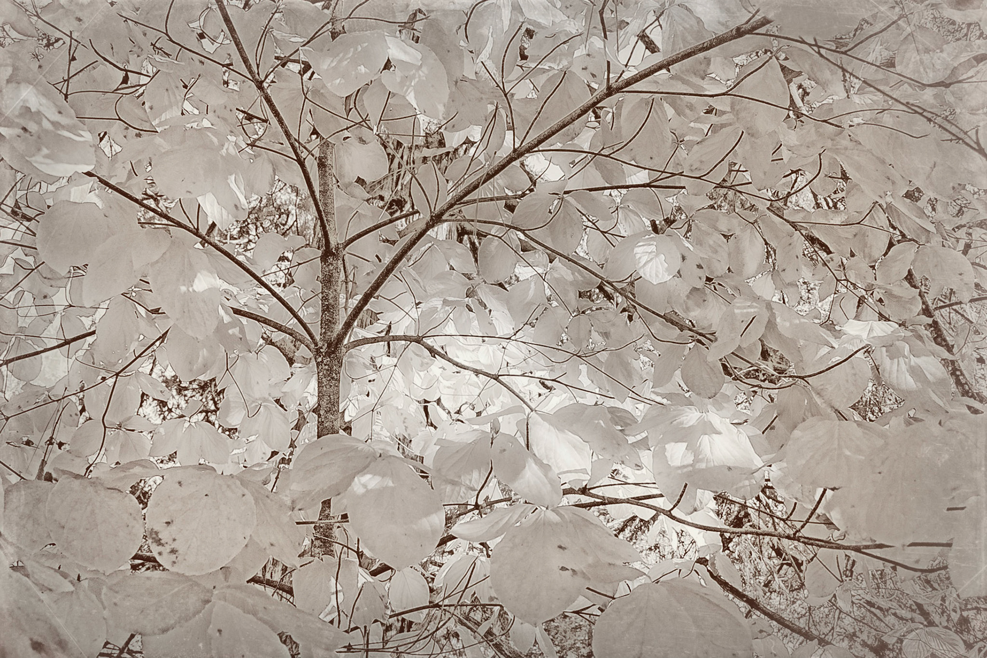 Artistic rendering of Dogwood Leaves in Fall.  Yosemite National Park, CA.