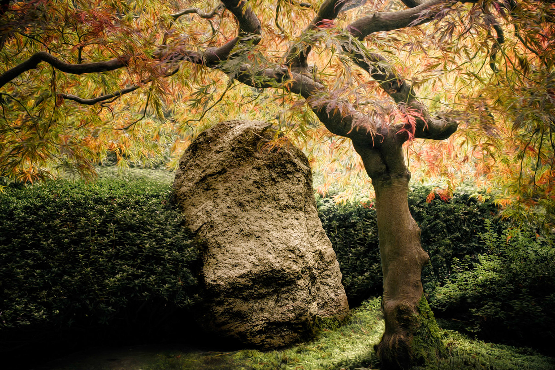 Japanese Maple with leaves turning fall colors.  Japanese Tea Gardens - Portland, OR.