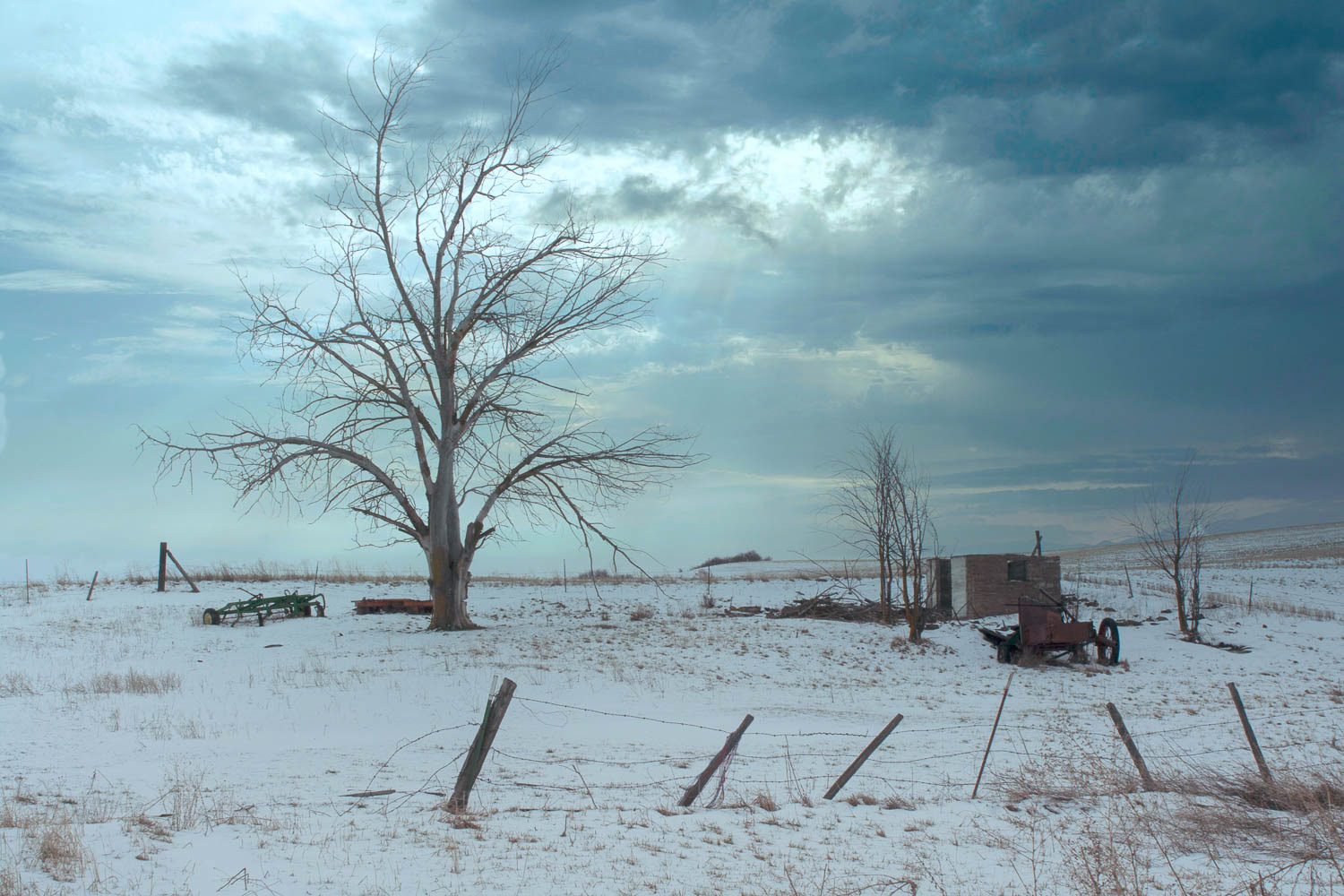 Tree on Hillside Farm in Winter