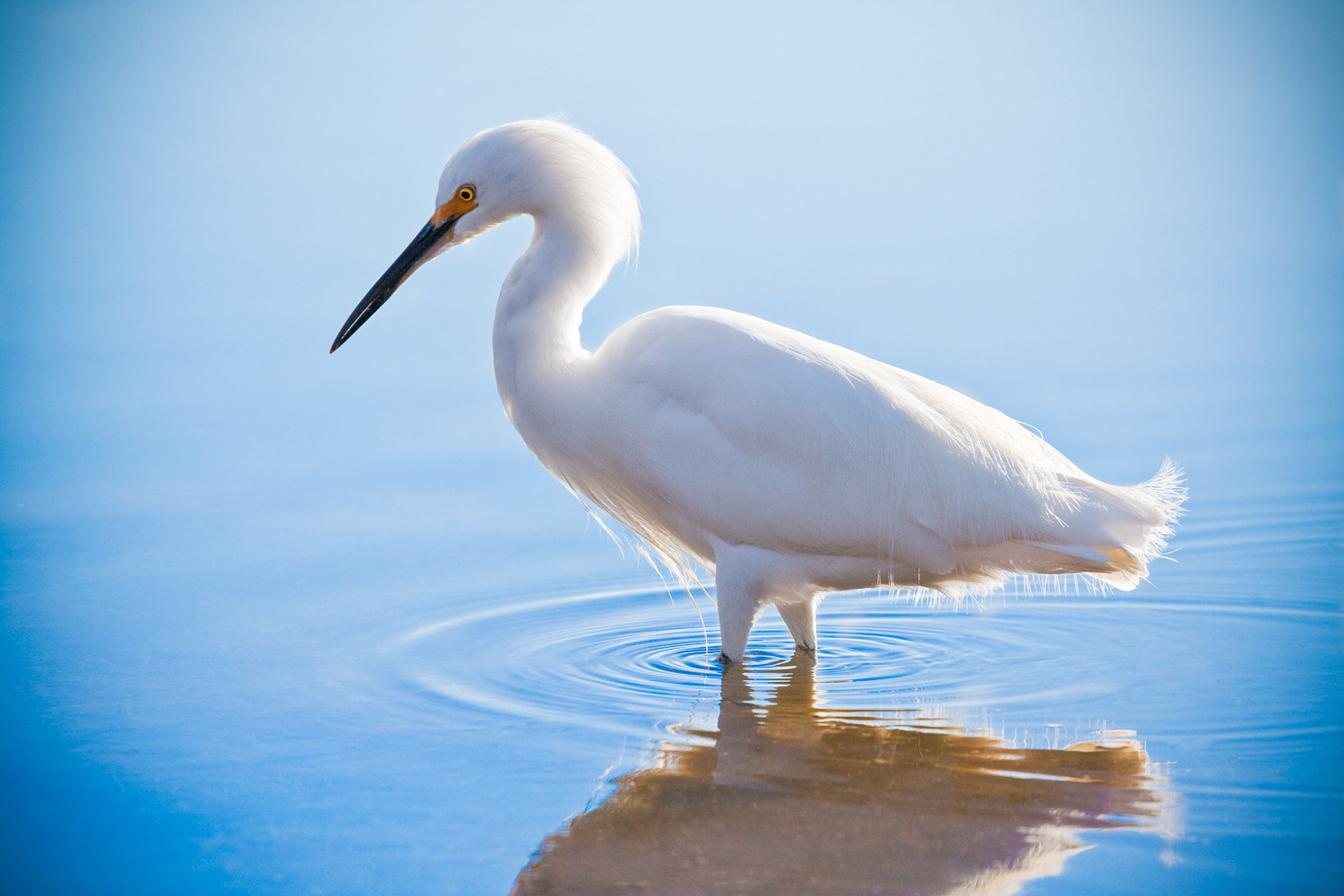 Snowy Egret Wading..Snowy Egret wading in seaside pool determined to catch some prey...Santa Cruz, CA