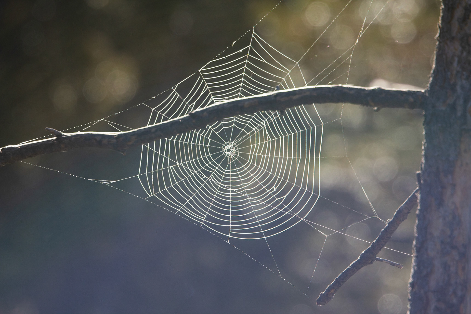 Spider web covered in dew. Yellowstone National Park, WY