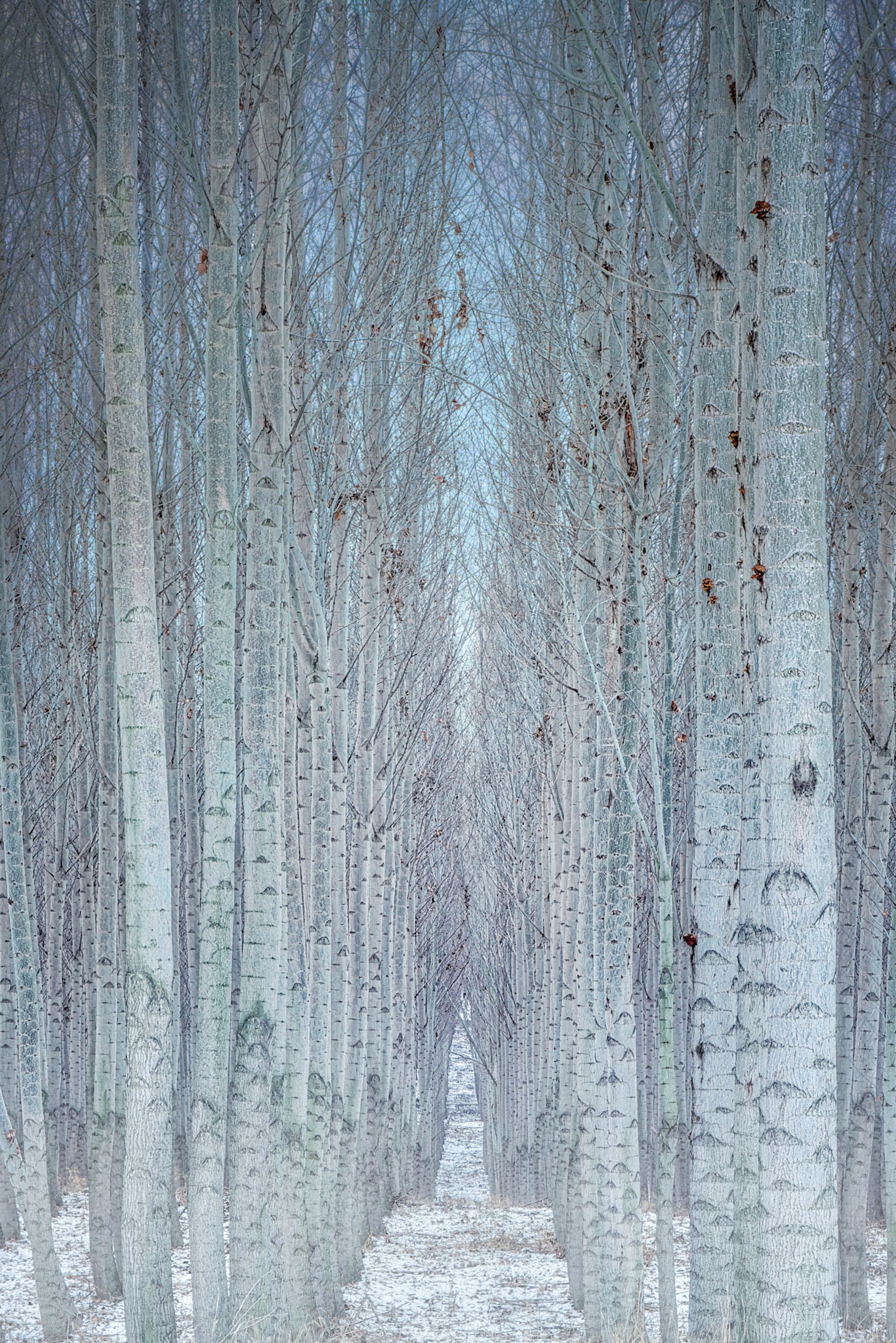 Greenwood Tree Farm's Poplar stand in winter.