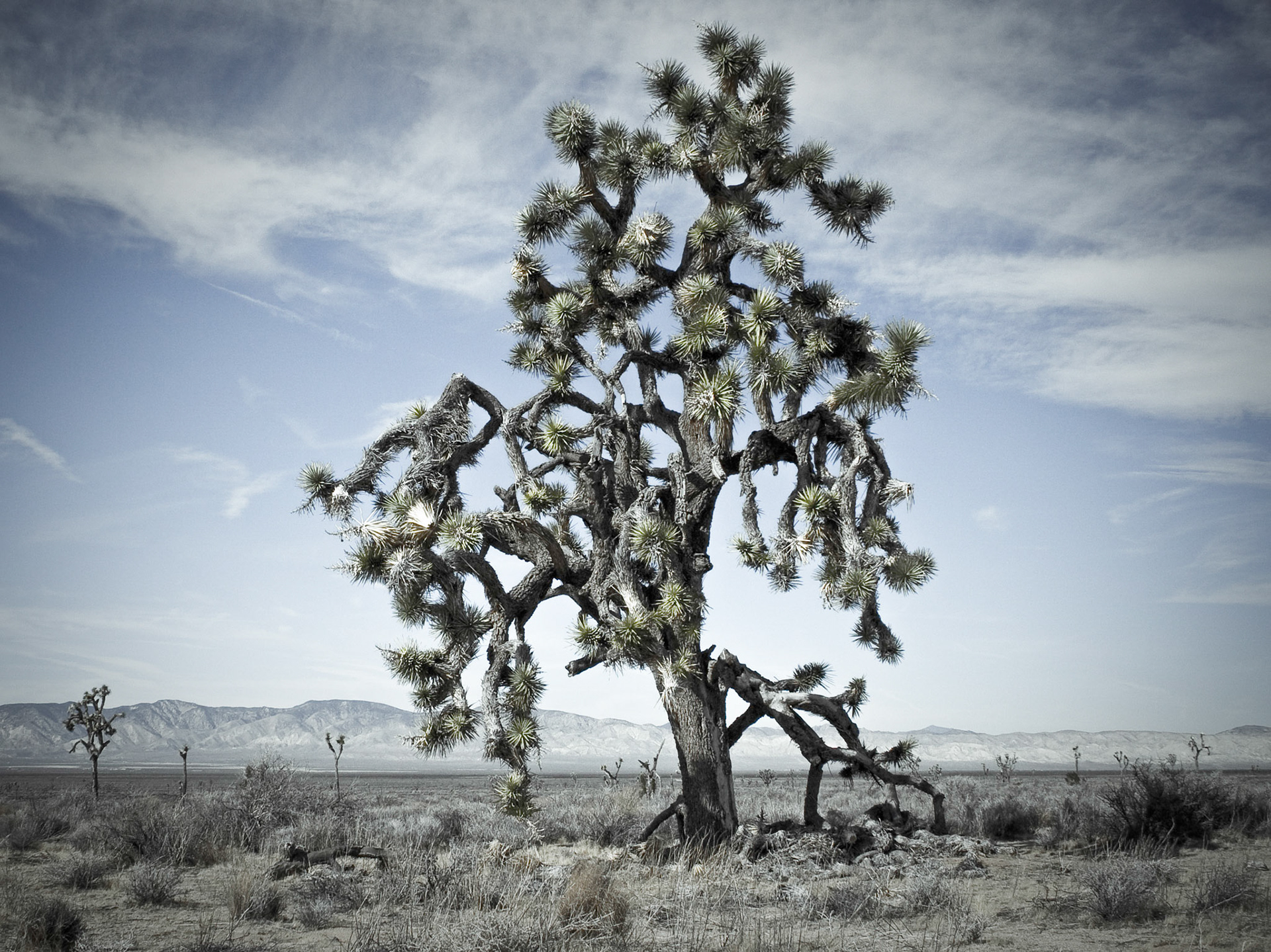 This beautiful old Joshua Tree is endangered, struggling to survive in the harsh environment.  California Desert.