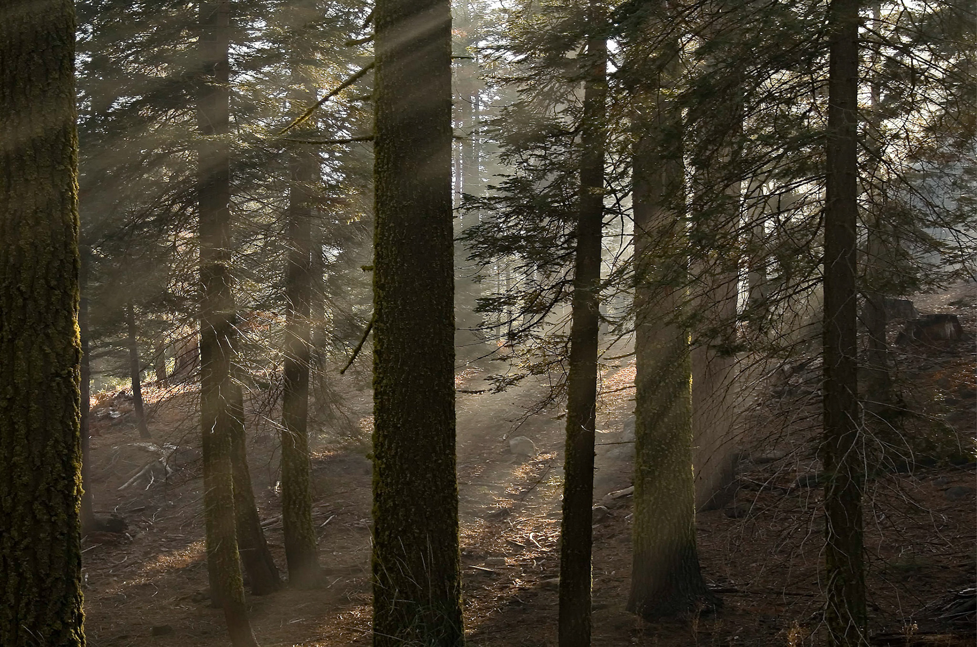 Beams of light shining through this forest.  Yosemite National Park, CA.