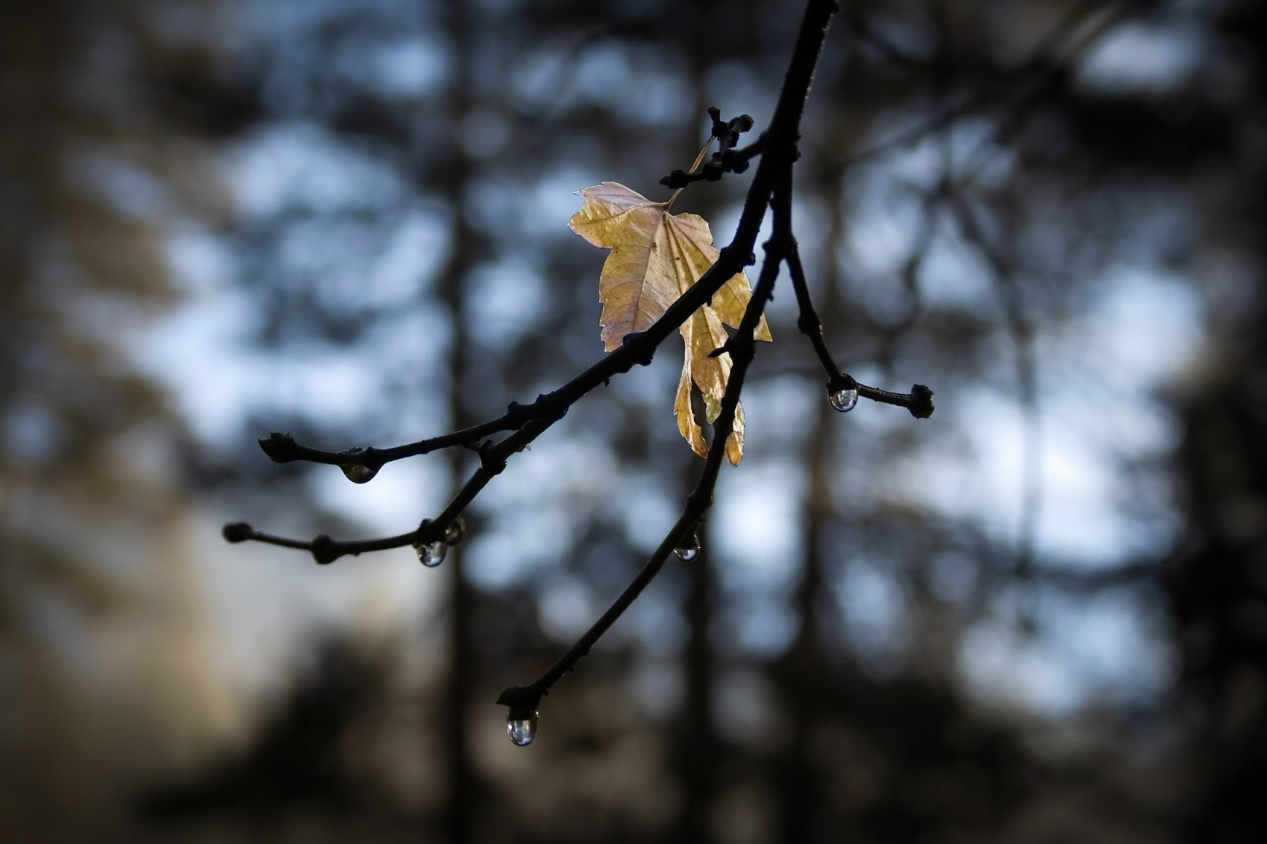 One golden leaf struggling to survive the rain.  Yosemite National Park, CA.